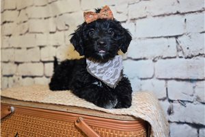 Cali - Mini Goldendoodle for sale