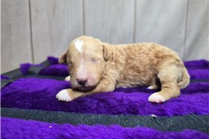 South - puppy for sale