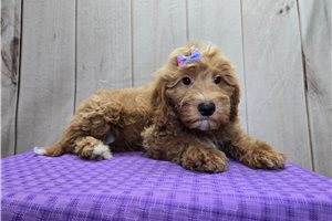 Priscilla - Goldendoodle, Mini for sale