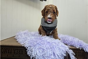 Dallas - Goldendoodle, Mini for sale