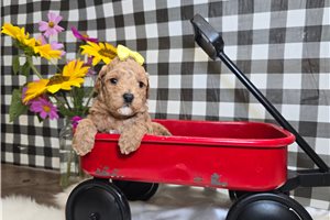 Sweetie - Goldendoodle, Mini for sale