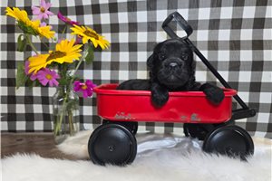 Ferguson - Goldendoodle, Mini for sale