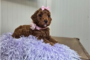 Coffee - Goldendoodle, Mini for sale