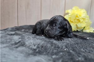 Ford - puppy for sale