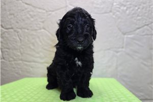 Ford - Mini Goldendoodle for sale