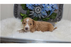 Massey - Goldendoodle, Mini for sale