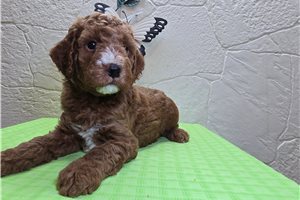 Dallas - Mini Goldendoodle for sale