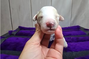 Sparkle - puppy for sale