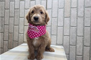 Paige - Goldendoodle, Mini for sale