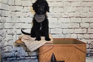 Koyte - Mini Goldendoodle for sale