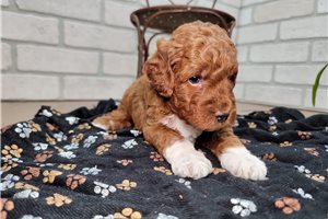 Milburn - puppy for sale