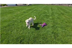 Paul - Goldendoodle, Mini for sale