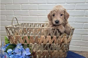 Paige - puppy for sale