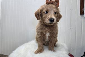 Paige - Mini Goldendoodle for sale