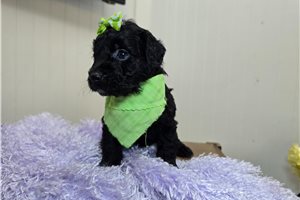 Cali - Goldendoodle, Mini for sale