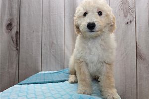 Paul - Goldendoodle, Mini for sale