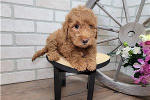 McKenna - puppy for sale