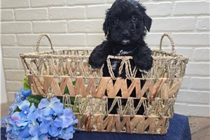 Poppy - Goldendoodle, Mini for sale