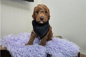 Saylor - Mini Goldendoodle for sale