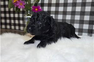 Koyte - Goldendoodle, Mini for sale