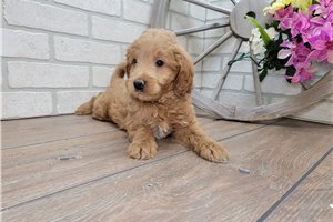 Miles - puppy for sale