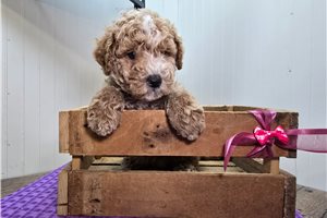Arnold - Goldendoodle, Mini for sale