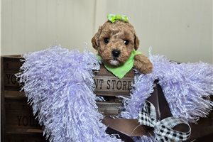 Sweetie - Goldendoodle, Mini for sale
