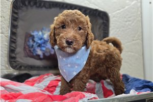 Saylor - Goldendoodle, Mini for sale
