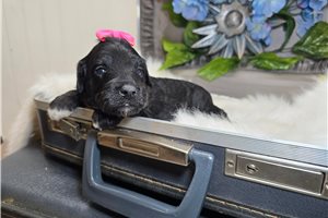Cali - Goldendoodle, Mini for sale