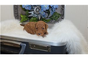 Coffee - Goldendoodle, Mini for sale