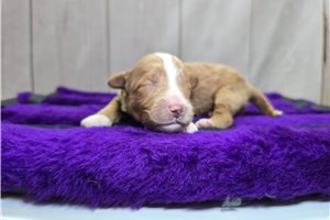 Sparia - puppy for sale