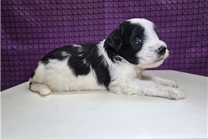 Soul - Goldendoodle, Mini for sale
