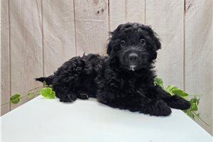 Ford - Mini Goldendoodle for sale