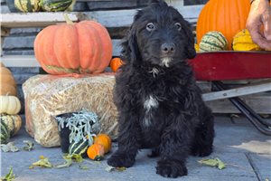 Ford - Mini Goldendoodle for sale
