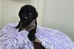 Koyte - Goldendoodle, Mini for sale