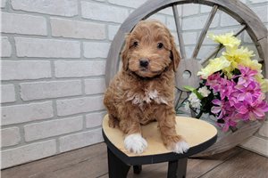 Mavis - puppy for sale