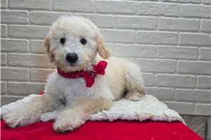 Paul - puppy for sale