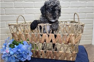 Paxton - puppy for sale