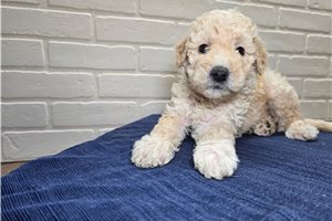 Paul - puppy for sale