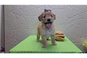 Darla - Goldendoodle, Mini for sale