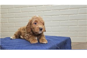 Priscilla - Goldendoodle, Mini for sale
