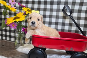 Darla - Goldendoodle, Mini for sale