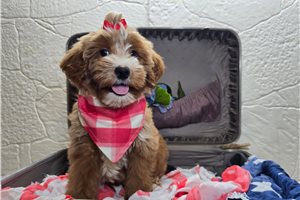Sparia - Goldendoodle, Mini, placed in Fort Wayne