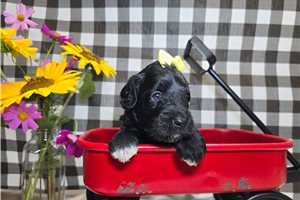 Cali - Goldendoodle, Mini for sale