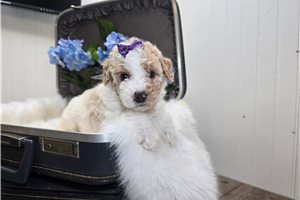 Sparkle - Goldendoodle, Mini, placed in Fort Wayne