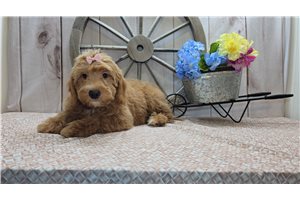 Priscilla - Goldendoodle, Mini for sale