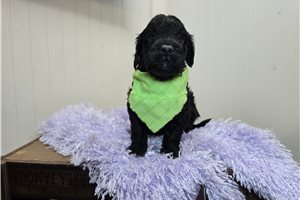 Ferguson - Goldendoodle, Mini for sale
