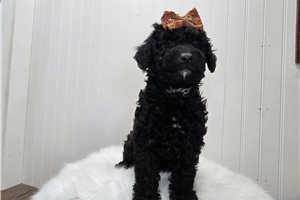 Paris - Goldendoodle, Mini for sale