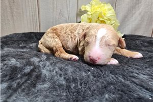 Massey - Goldendoodle, Mini for sale