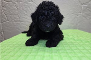 Koyte - Mini Goldendoodle for sale